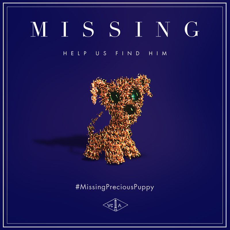 missingpreciouspuppy